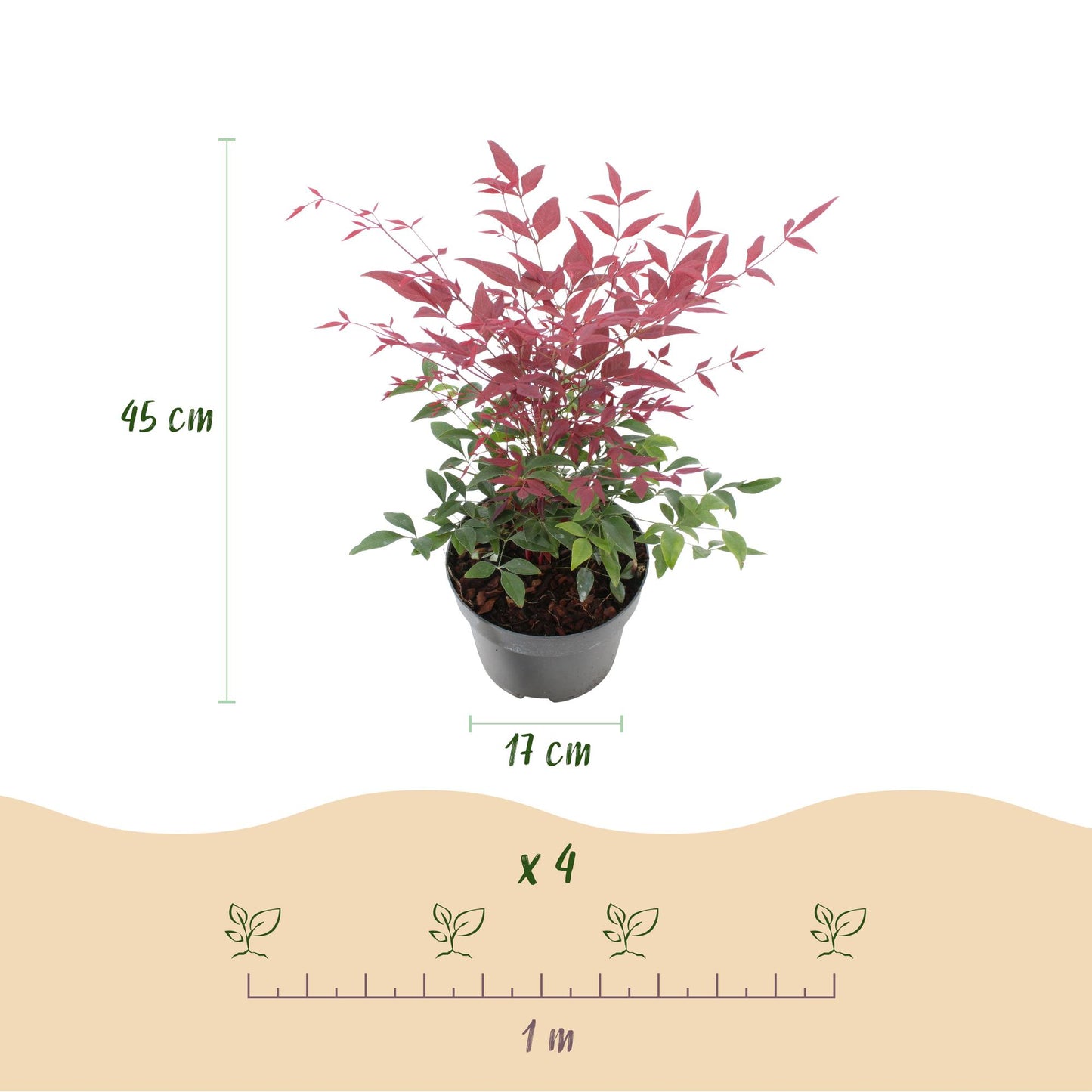 GreenboutiQ - Gartenpflanze - Nandina Tricolour - Gelb & Rot & Orange - 3 Pflanzen - Immergrün - Wenig Pflege - Topf 17cm Höhe 45cm
