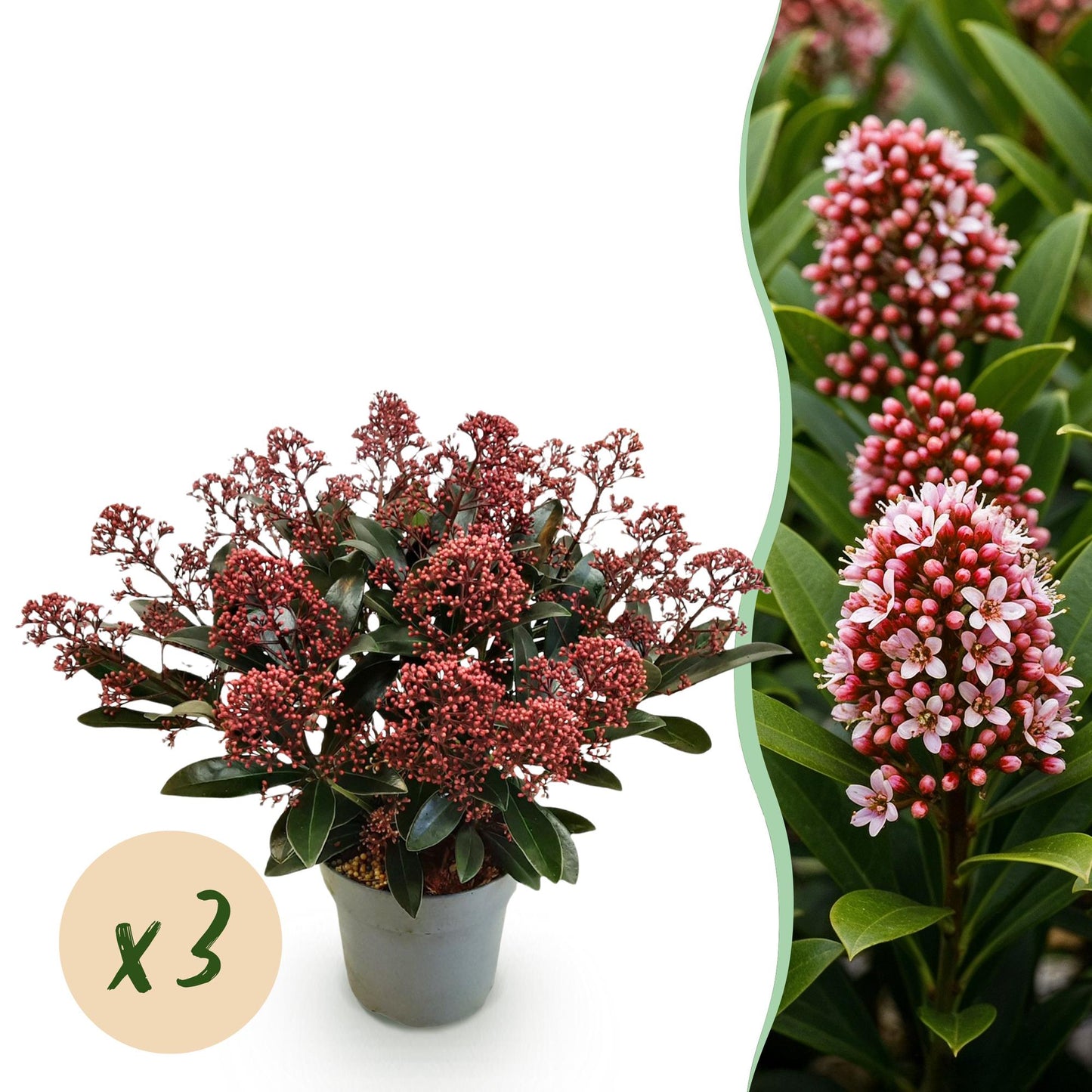 GreenboutiQ - Terrassenpflanze - Skimmia japonica Rubella - Boem Rot - 15+ Blüten - 3 Pflanzen - Winterhart - Topf 15cm Höhe 30cm