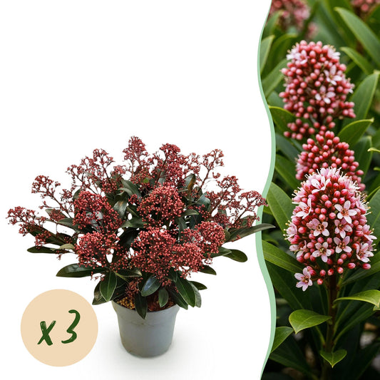 GreenboutiQ - Terrassenpflanze - Skimmia japonica Rubella - Boem Rot - 15+ Blüten - 3 Pflanzen - Winterhart - Topf 15cm Höhe 30cm