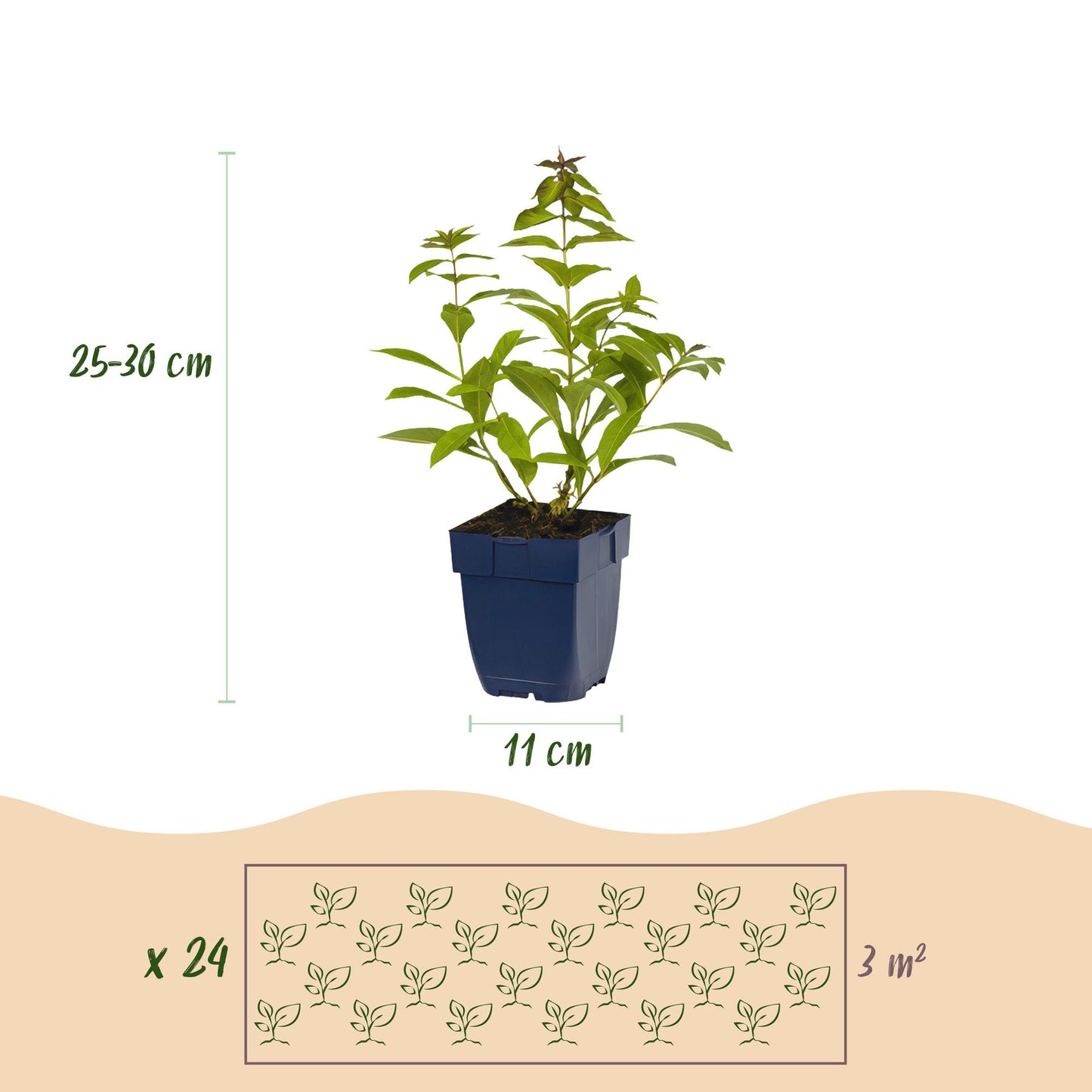 GreenboutiQ - Staudenpaket - Duftend - 24 Stauden - Für 3 m2 - Verschiedene Farben - Wenig Pflege - Topf 11cm