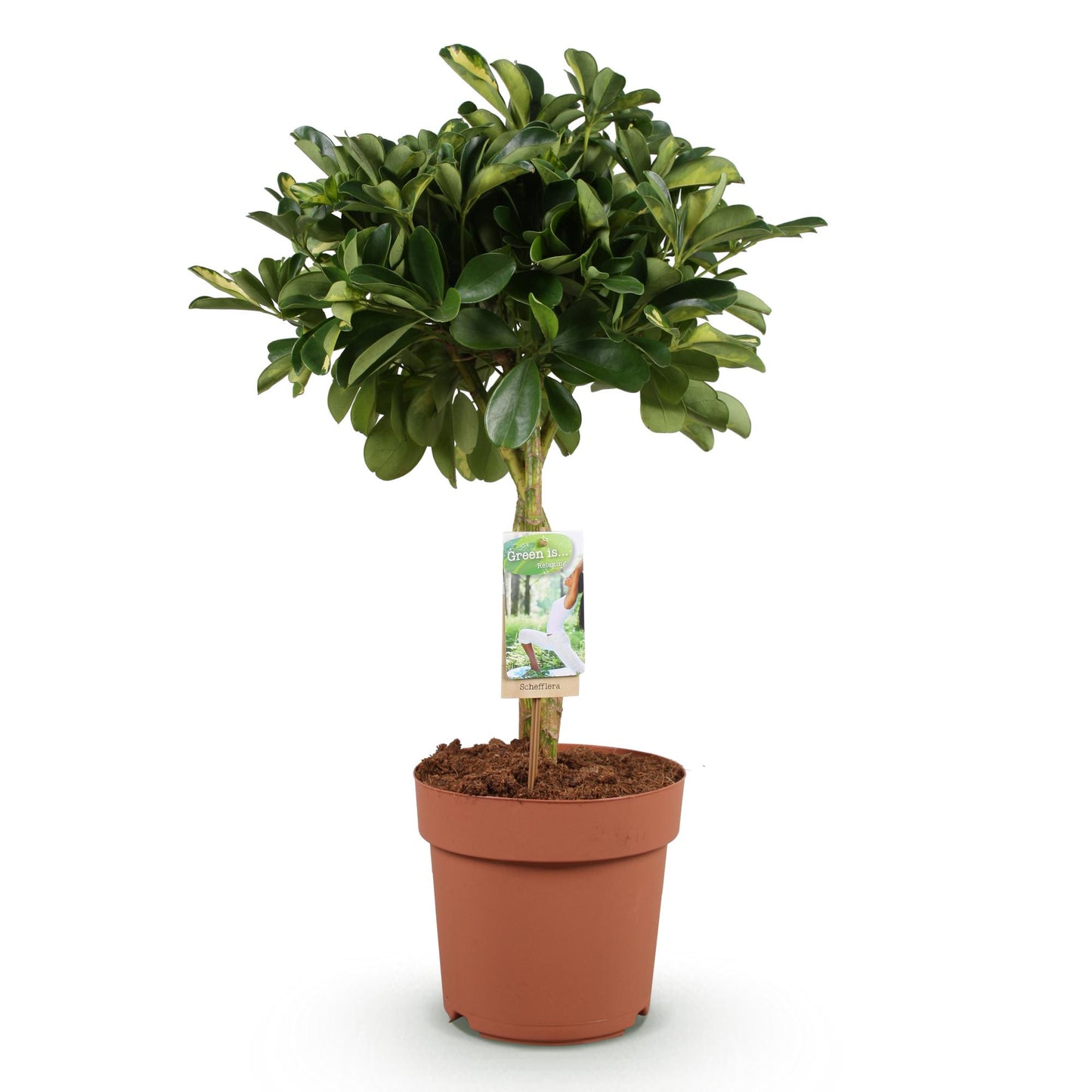 Green boutiQ - Zimmerpflanzen - Schefflera Gold Capelle - Fingerbaum - Wenig Pflege - Grün - Gold - 1 Pflanze - Topf 21cm - Höhe 70-81cm