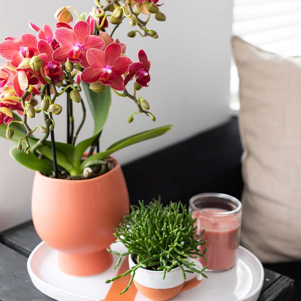 Kolibri Orchids | rote Phalaenopsis-Orchidee - Kongo - Topfgröße Ø9cm | blühende Zimmerpflanze - frisch vom Züchter