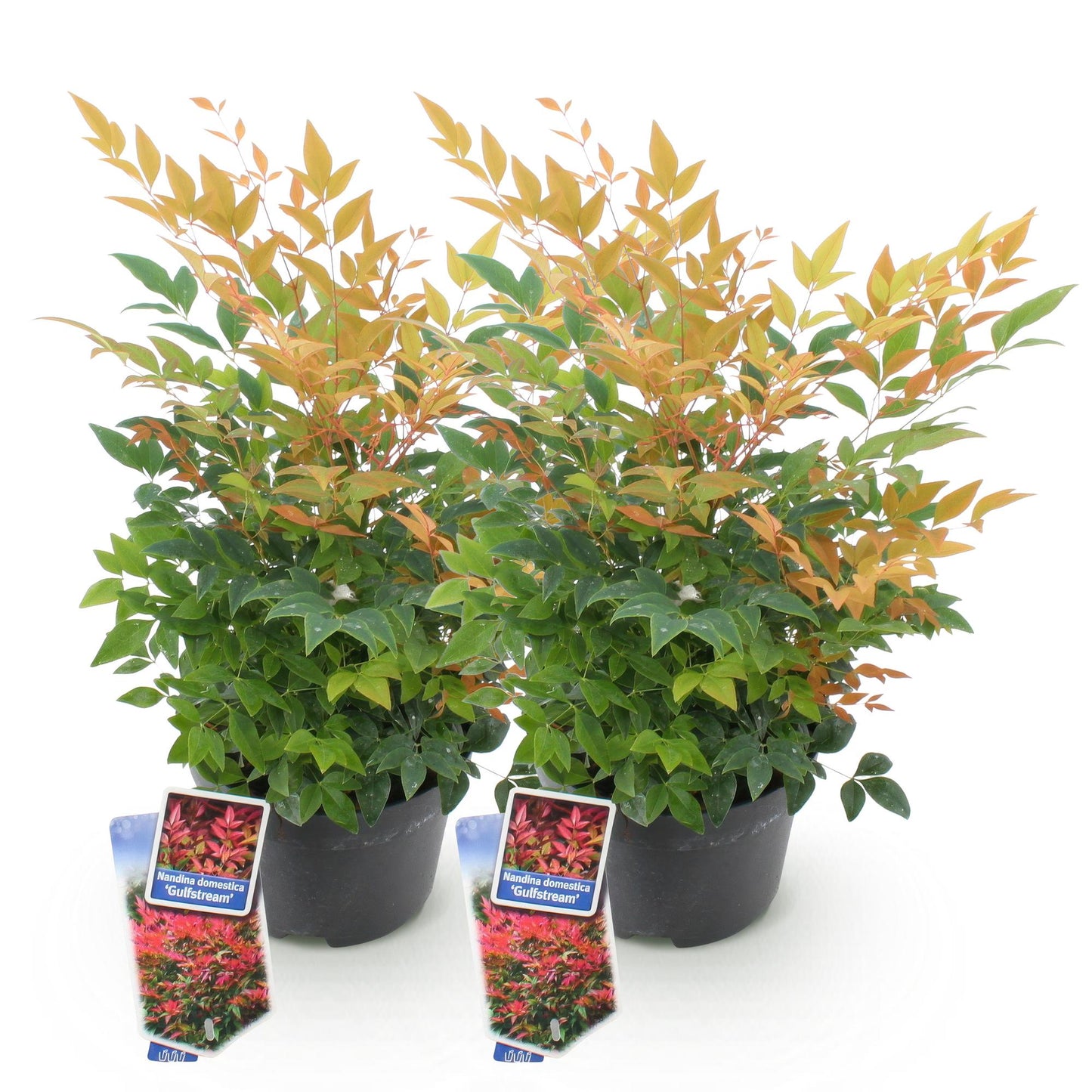 GreenboutiQ - Gartenpflanze - Nandina Gulfstream - Orange - 2 Pflanzen - Immergrün - Pflegeleicht - Topf 17cm Höhe 45cm