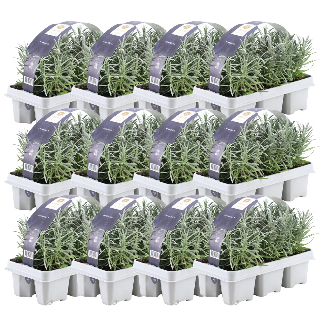 12 x 6 pack Lavendel angustifolia - Ø7 cm - ↕15 cm