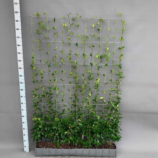 Trachelospermum - Sternjasmin - Fertighecke - 120 x 180 cm
