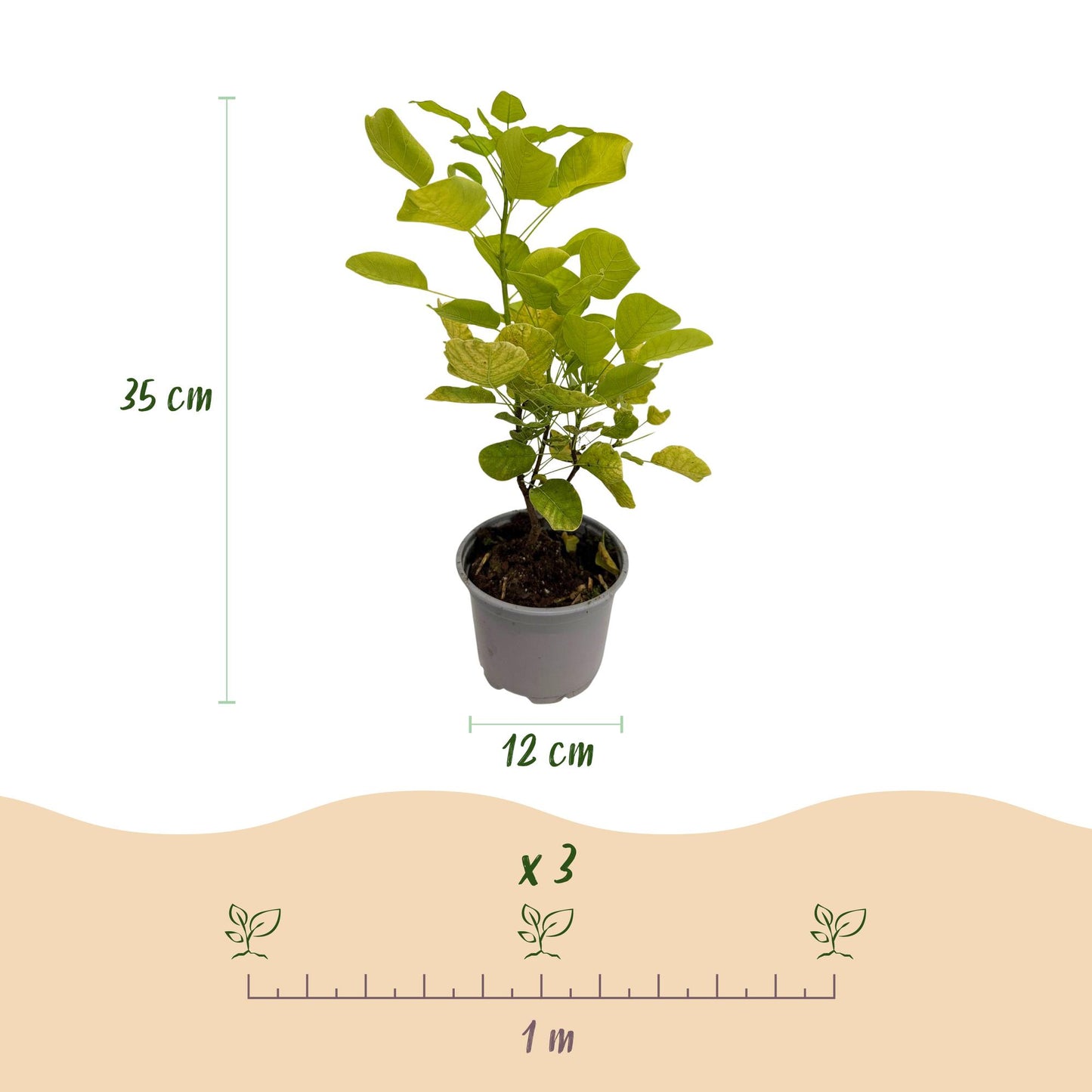 GreenboutiQ - Gartenpflanze - Cotinus coggyria Golden Spirit - Gelb - 3 Pflanzen - Laubabwerfend - Pflegeleicht - Topf 12cm Höhe 35cm