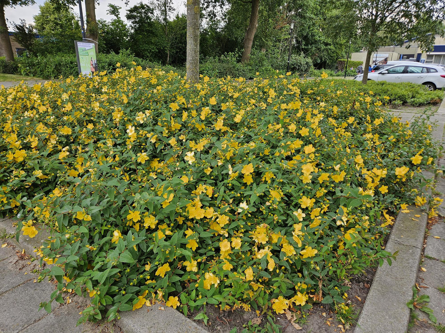 40x Hypericum 'Hidcote' - ↕10-25cm - Ø9cm