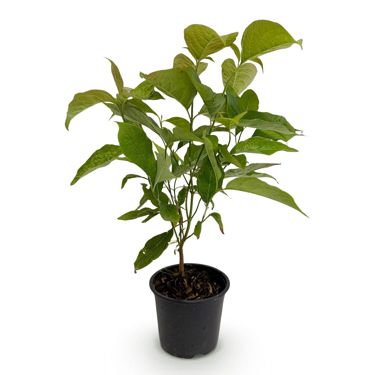 GreenboutiQ - Gartenpflanze - Cornus mas - Blüte Gelb - 1 Pflanze - Laubabwerfend - Pflegeleicht - Topf 12cm Höhe 35cm
