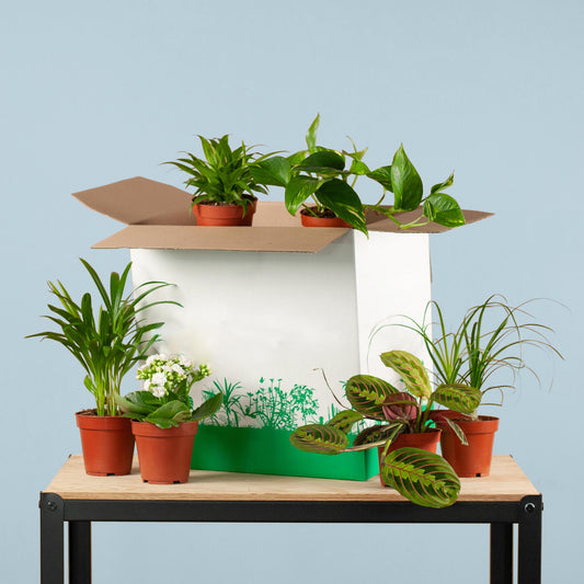 Save me box: Zimmerpflanzen 6er Set