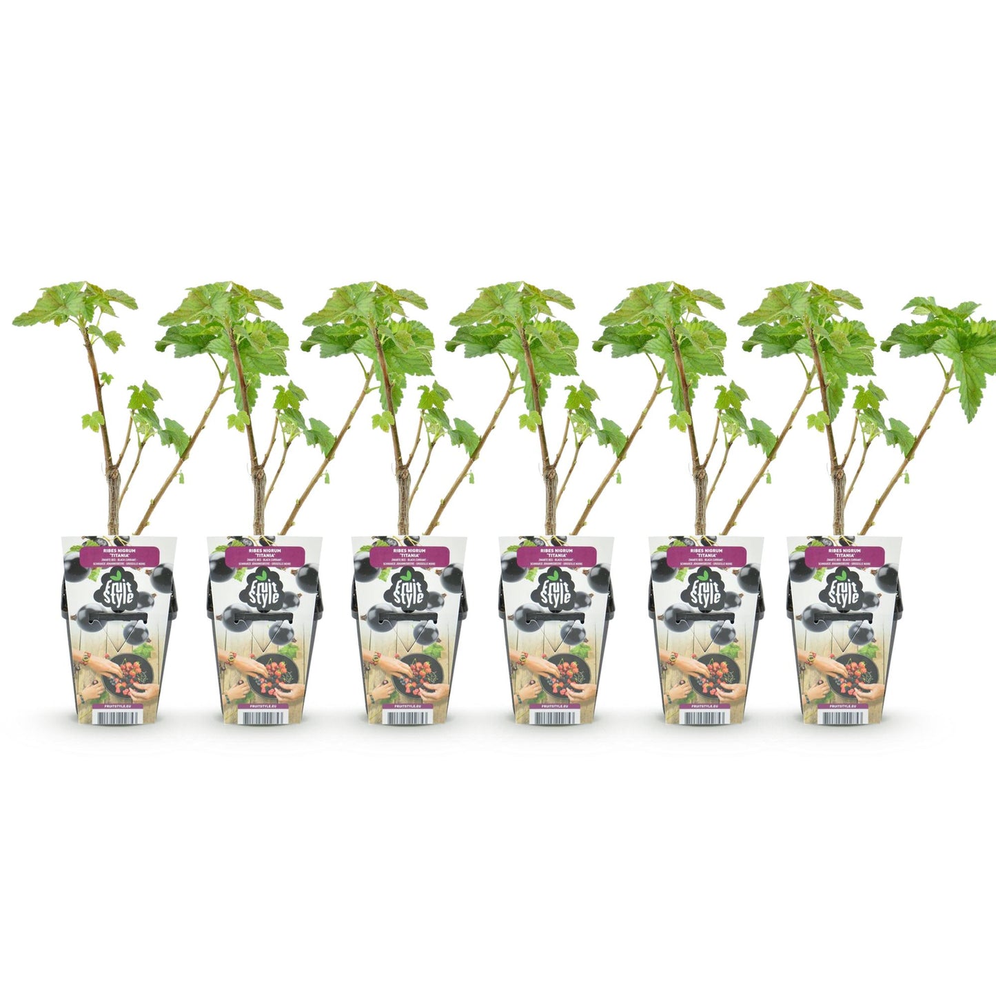 GreenboutiQ - Obstpflanzen - Schwarze Johannisbeere - Ribes nigrum Titania - Winterhart - 6 Pflanzen - Topf 9 cm - Schwarze Johannisbeere