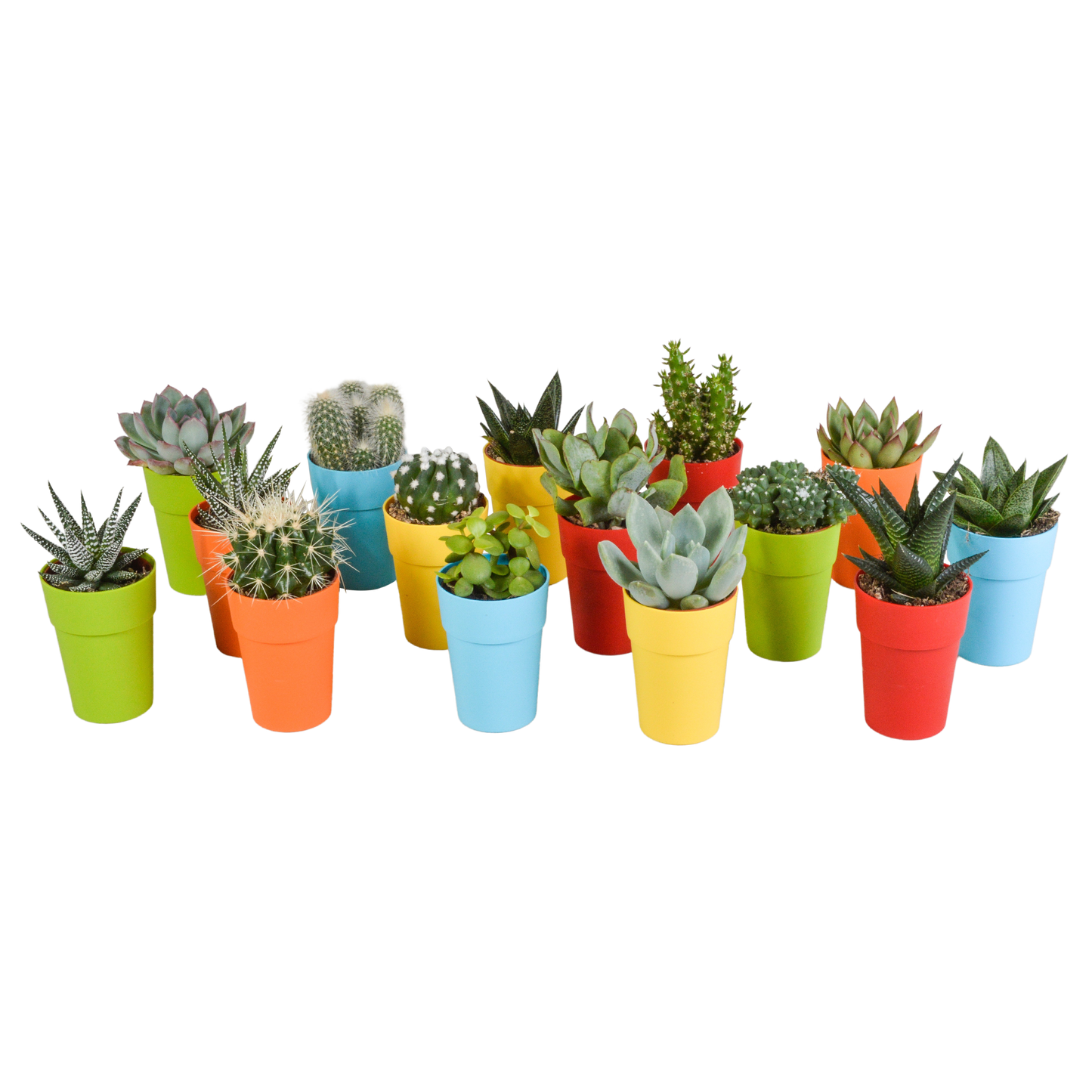 Cactus en vetplanten Mischung 5,5 cm | 15 stück - in gekleurde plasticpot