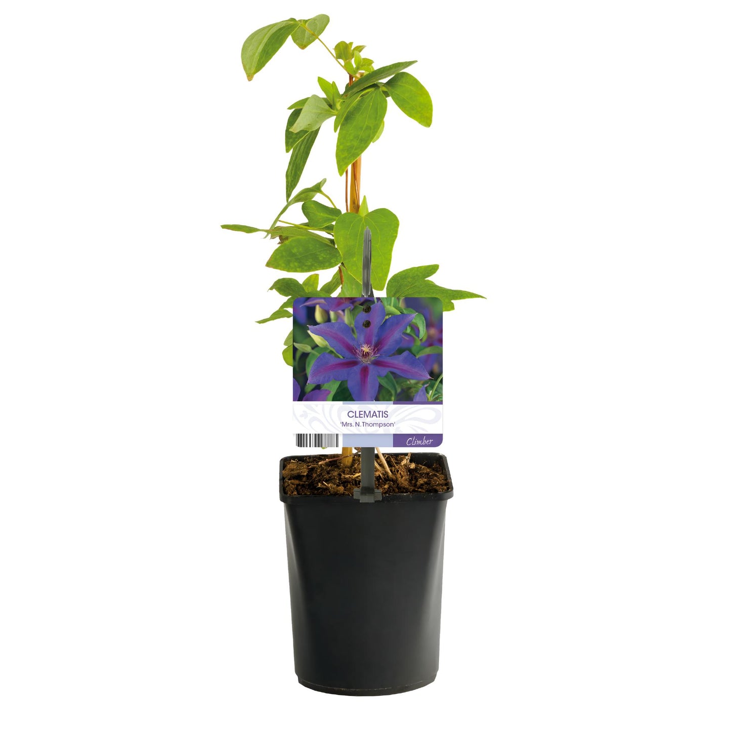GreenboutiQ - Kletterpflanze - Clematis Mrs. N. Thompson - Blüte Rosa - Wenig Pflege - 2 Pflanzen - Topf 11cm Höhe 40cm