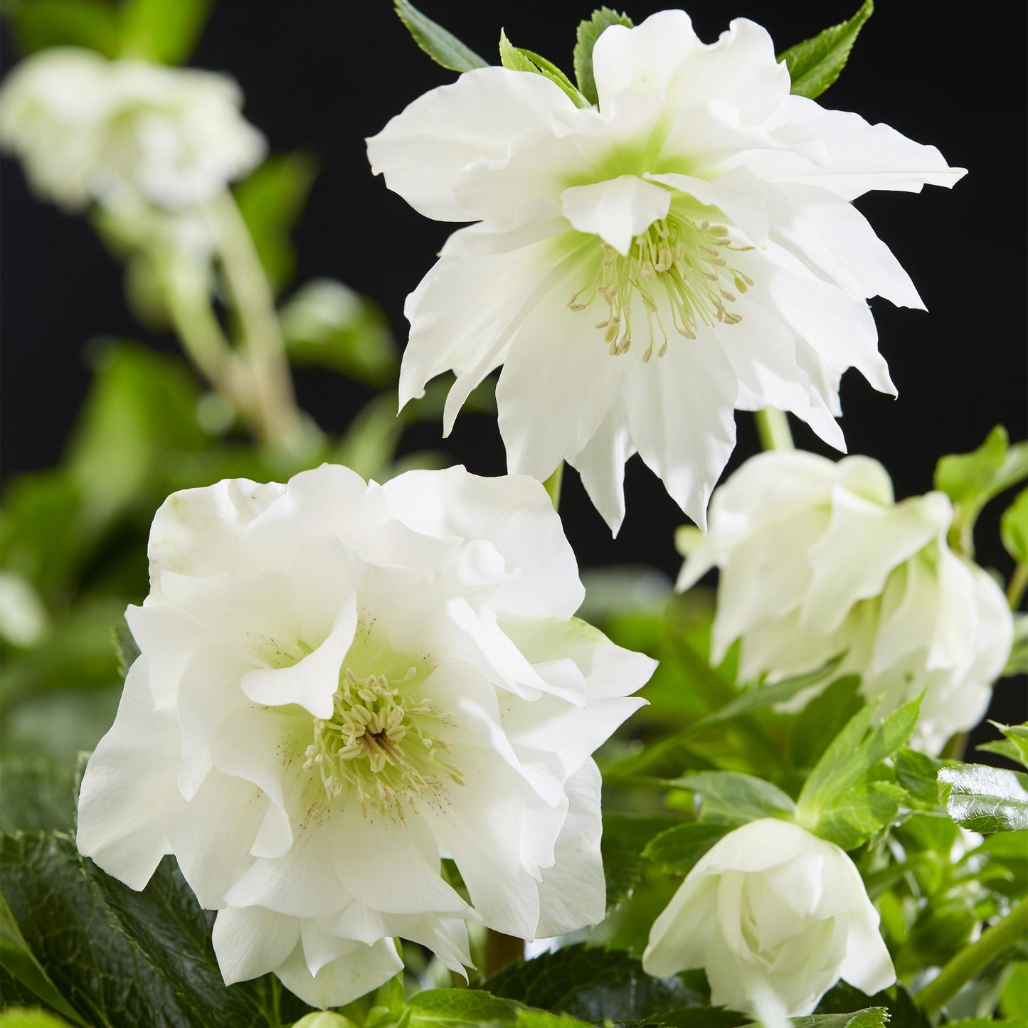 GreenboutiQ - Gartenpflanze - Lenzrose - Helleborus orientalis Double Ellen White - Weiße Blüte - 2 Pflanzen - Immergrün - Topf 14cm Höhe 35cm