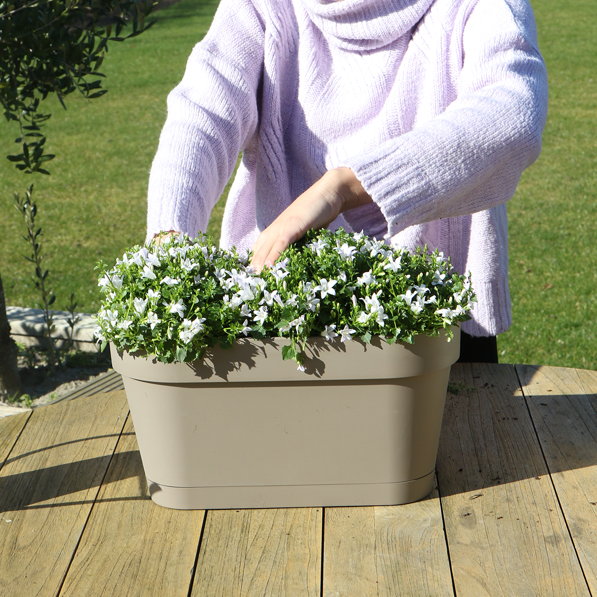 Campanula Addenda Ambella weiß - Balkonpflanzer taupe mit 3 Stück Campanula Topfgröße 12cm - Inkl. Aufhängesystem - Glockenblume weiß - Stauden - Gartenpflanzen