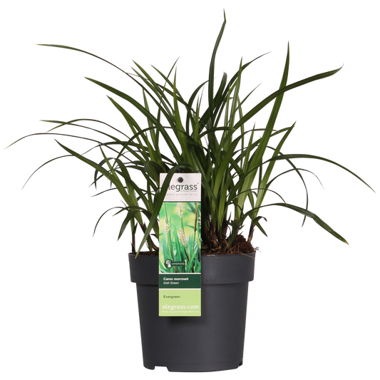 Carex morrowii Irish Green - Ø19cm - ↕40cm - Ø14 - ↨30cm