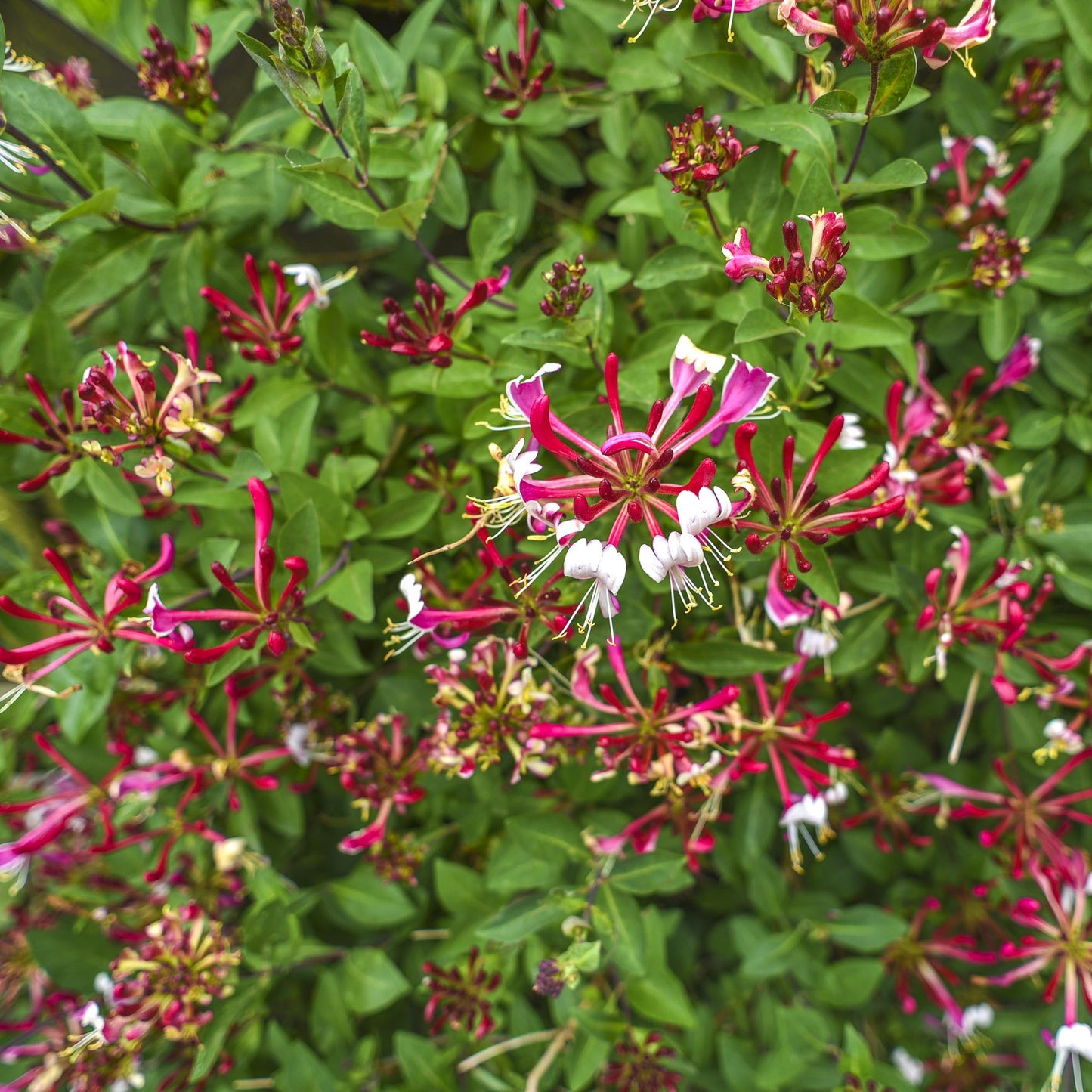 GreenboutiQ - Geißblatt - Lonicera Serotina - Blüte Rosa mit Weiß - Wenig Pflege - 2 Pflanzen - Topf 11cm Höhe 40cm
