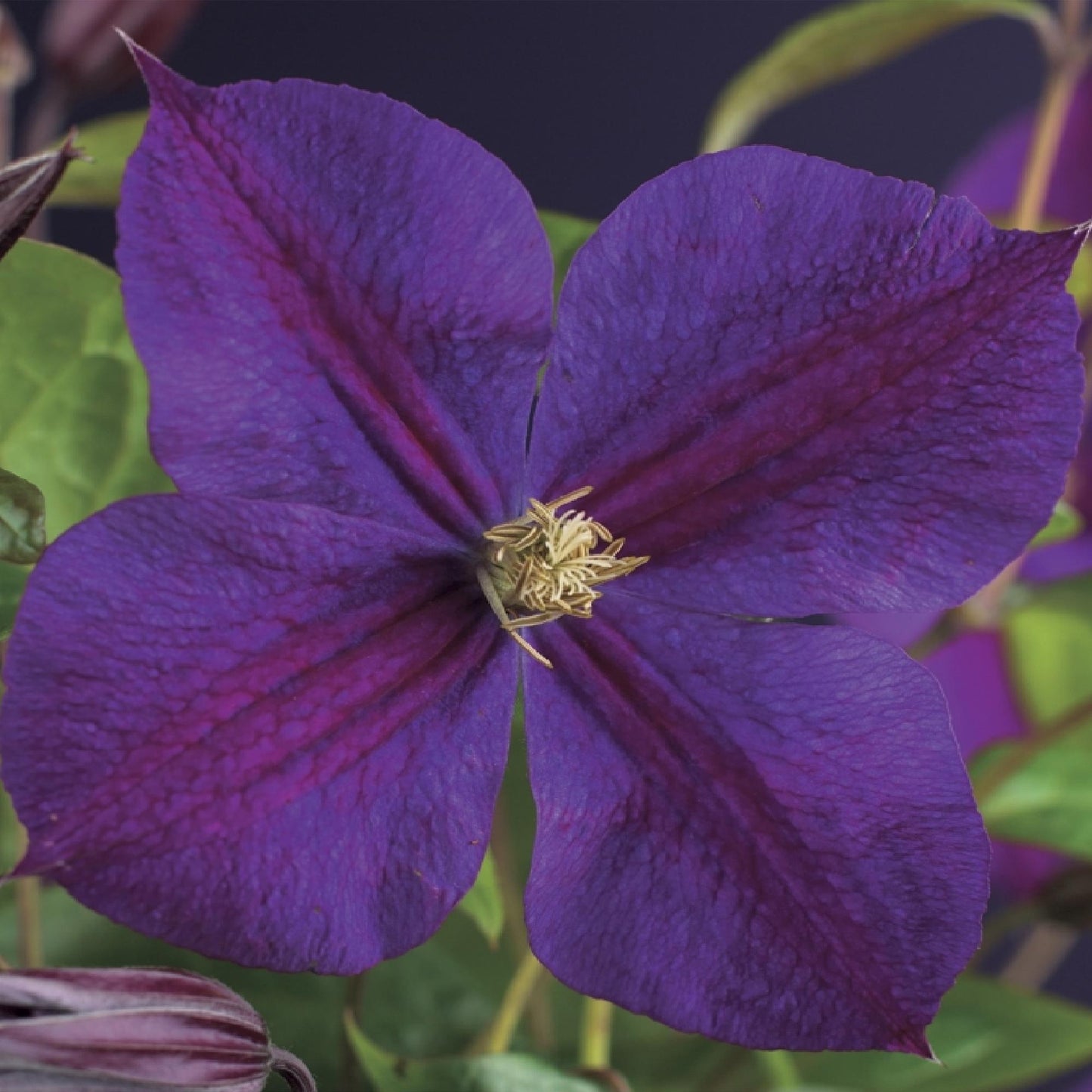 GreenboutiQ - Kletterpflanze - Clematis Star of India - Blüte Rosa - Pflegeleicht - 2 Pflanzen - Topf 11cm Höhe 40cm