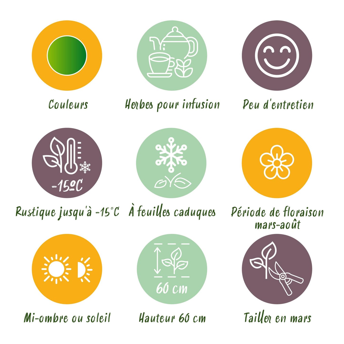 GreenboutiQ - Staudenpaket - Kräutertee - 8 Stauden - Für 1 m2 - Verschiedene Farben - Wenig Pflege - Topf 11cm