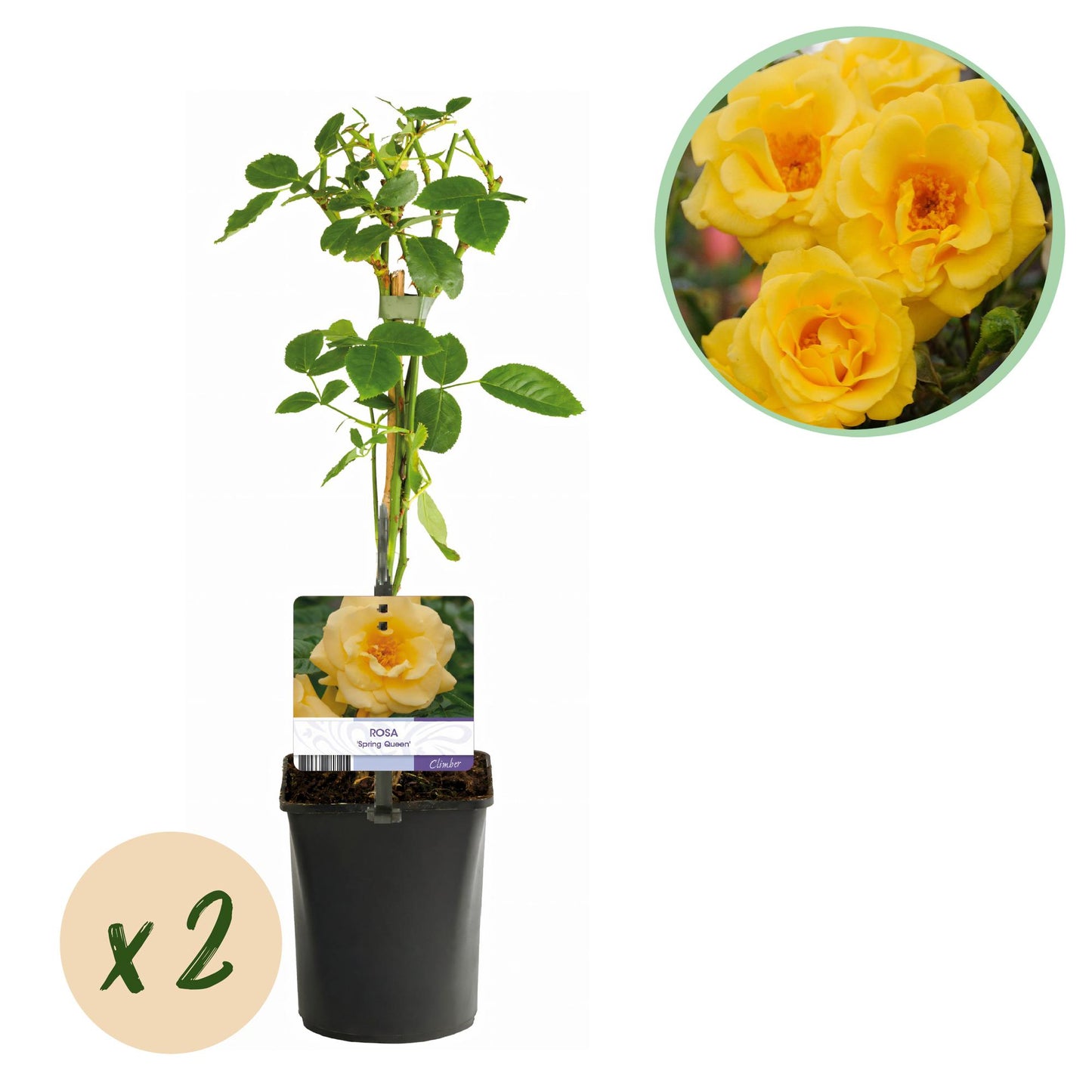 GreenboutiQ - Kletterrose - Rosa Spring Queen - Blüte Gelb - Pflegeleicht - 2 Pflanzen - Topf 11cm Höhe 40cm