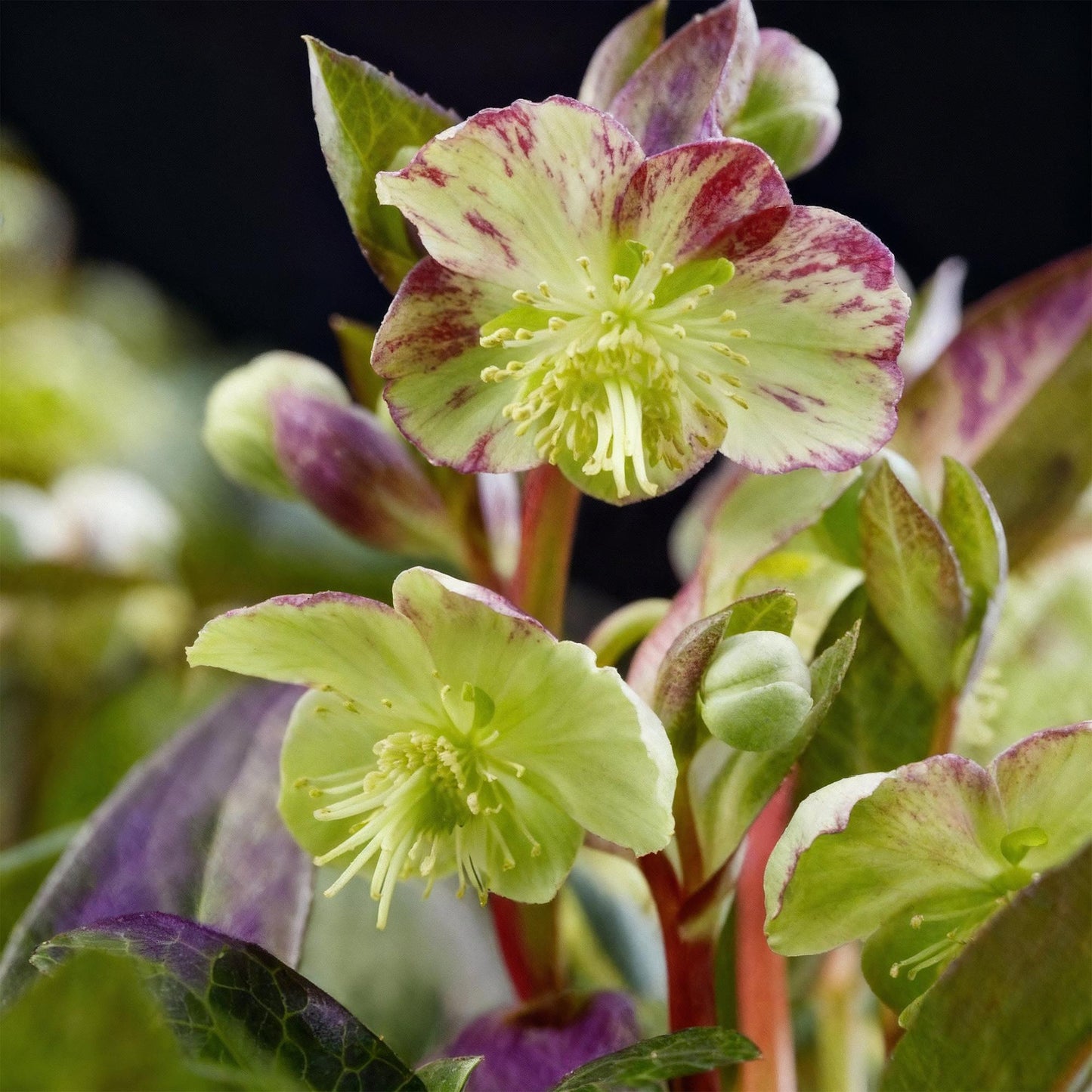 GreenboutiQ - Gartenpflanze - Lenzrose - Helleborus lividus Purple Marble - Lila Blüte - 2 Pflanzen - Immergrün - Topf 14cm Höhe 35cm