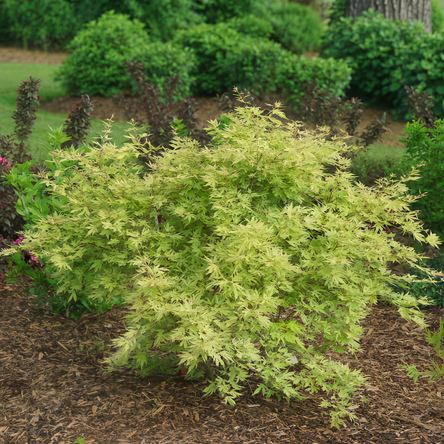 GreenboutiQ - Balkonpflanze - Japanischer Ahorn - Acer palmatum Methamorphosa - Grün - 1 Pflanze - Laubabwerfend - Topf 19cm Höhe 70cm