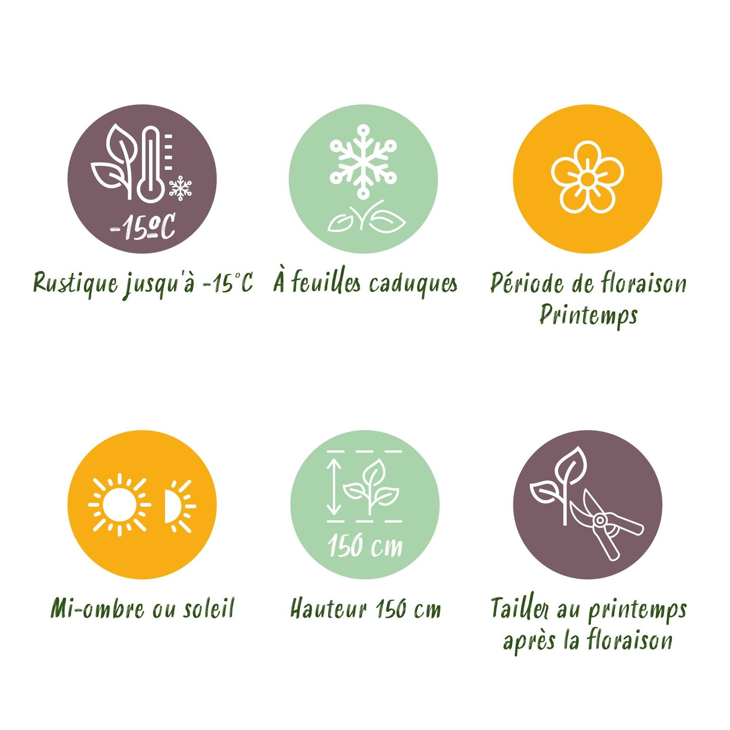 GreenboutiQ - Gartenpflanze - Magnolia Susan - Blüte Lila - 1 Pflanze - Laubabwerfend - Wenig Pflege - Topf 12cm Höhe 30cm