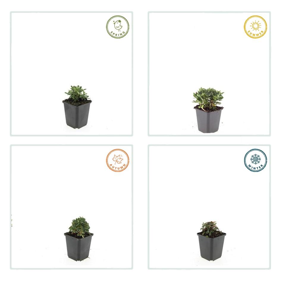 12x Potentilla tridentata 'Nuuk' - ↕10-25cm - Ø9cm