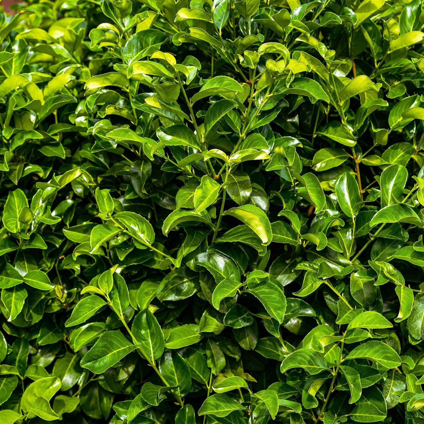 GreenboutiQ - Heckenpflanzen - Prunus laurocerasus Rotundifolia - Blatt grün - 8 Pflanzen - 1 laufender Meter - immergrün - Topf 9cm Höhe 30-35cm