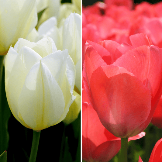 Flowerbulbs Amsterdam - Elly's Choice - 30 Blumenzwiebeln - Gr��e 12+