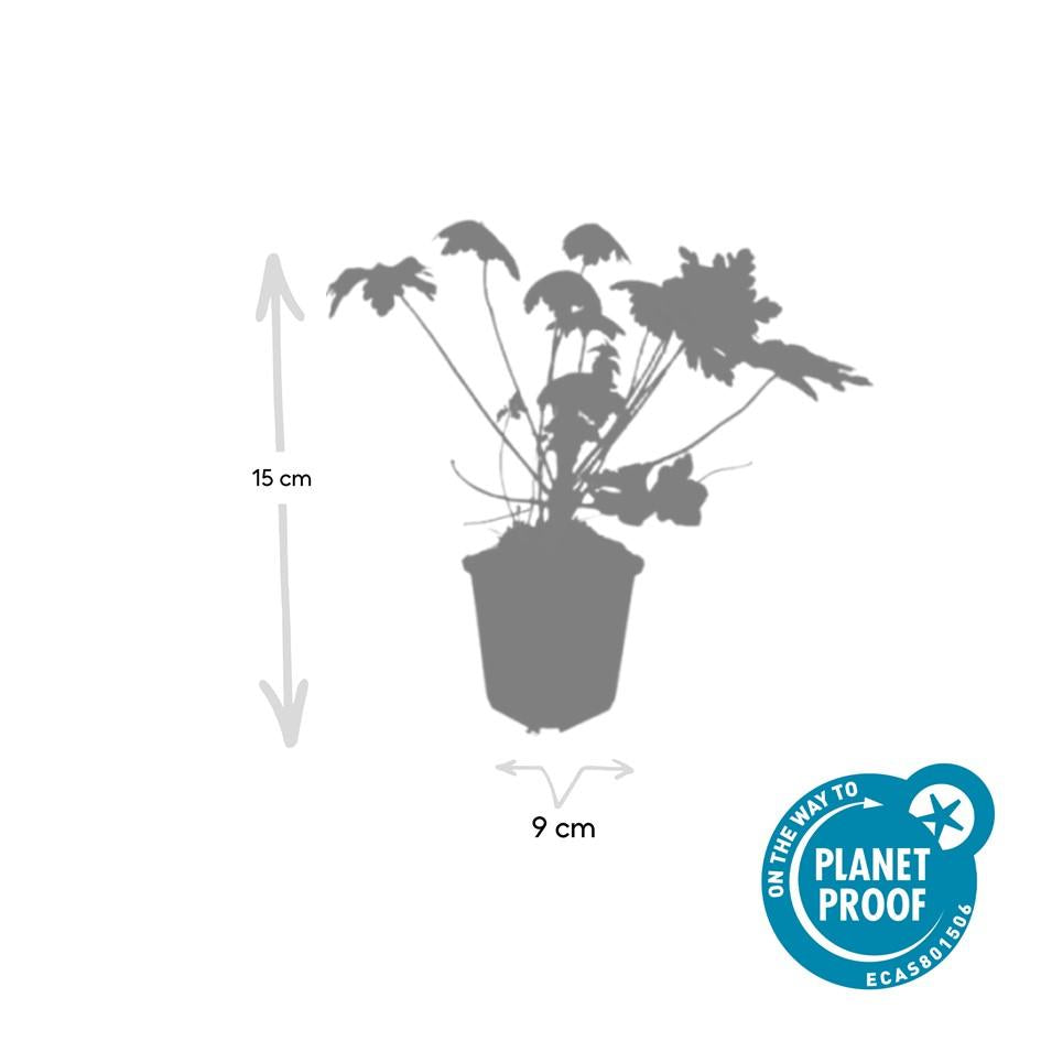 40x Geranium macr. 'Spessart' - ↕10-25cm - Ø9cm