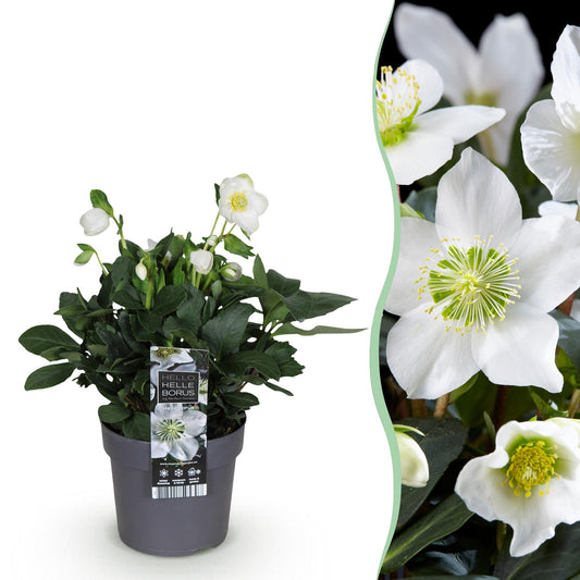 GreenboutiQ - Gartenpflanze - Weihnachtsrose - Helleborus Christmas Carol - Weiße Blüte - 1 Pflanze - Immergrün - Topf 14cm Höhe 30cm