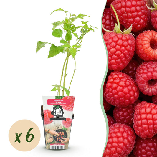GreenboutiQ - Obstpflanzen - Himbeere - Rubus idaeus Ottawa - Winterhart - 6 Pflanzen - Topf 9 cm - Rote Himbeere