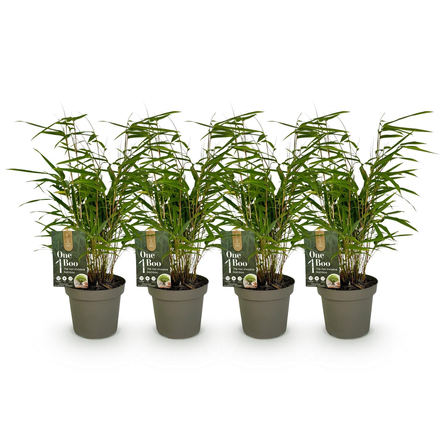 GreenboutiQ - Bambus - Fargesia rufa - Grün - 4 Pflanzen - Immergrün - Nicht Ausbreitend - Topf 14cm Höhe 35cm