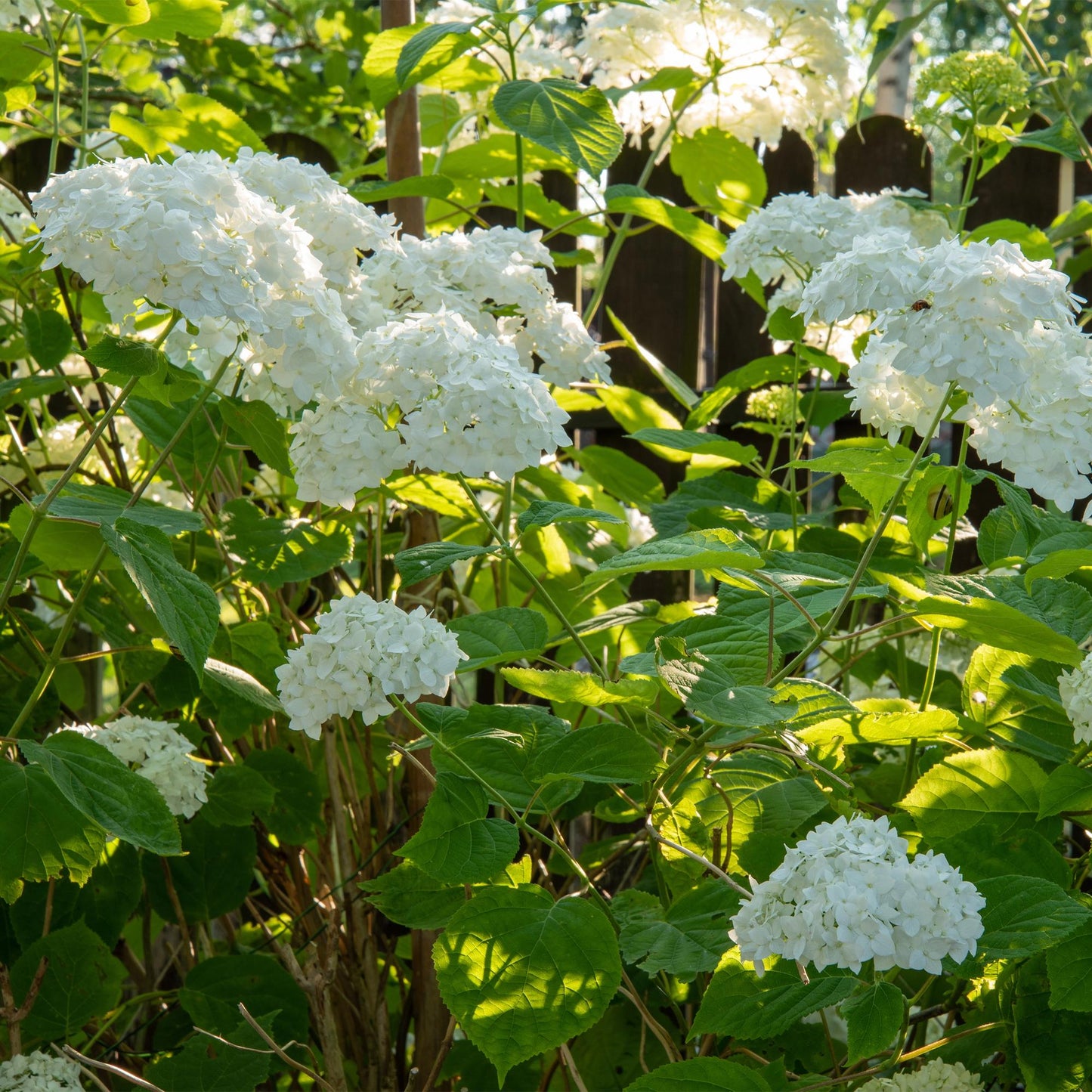 GreenboutiQ - Rispenhortensie - Hydrangea arborescens Annabelle - Blüte Weiß - 1 Pflanze - Laubabwerfend - Große Blüten - Topf 17cm Höhe 50cm