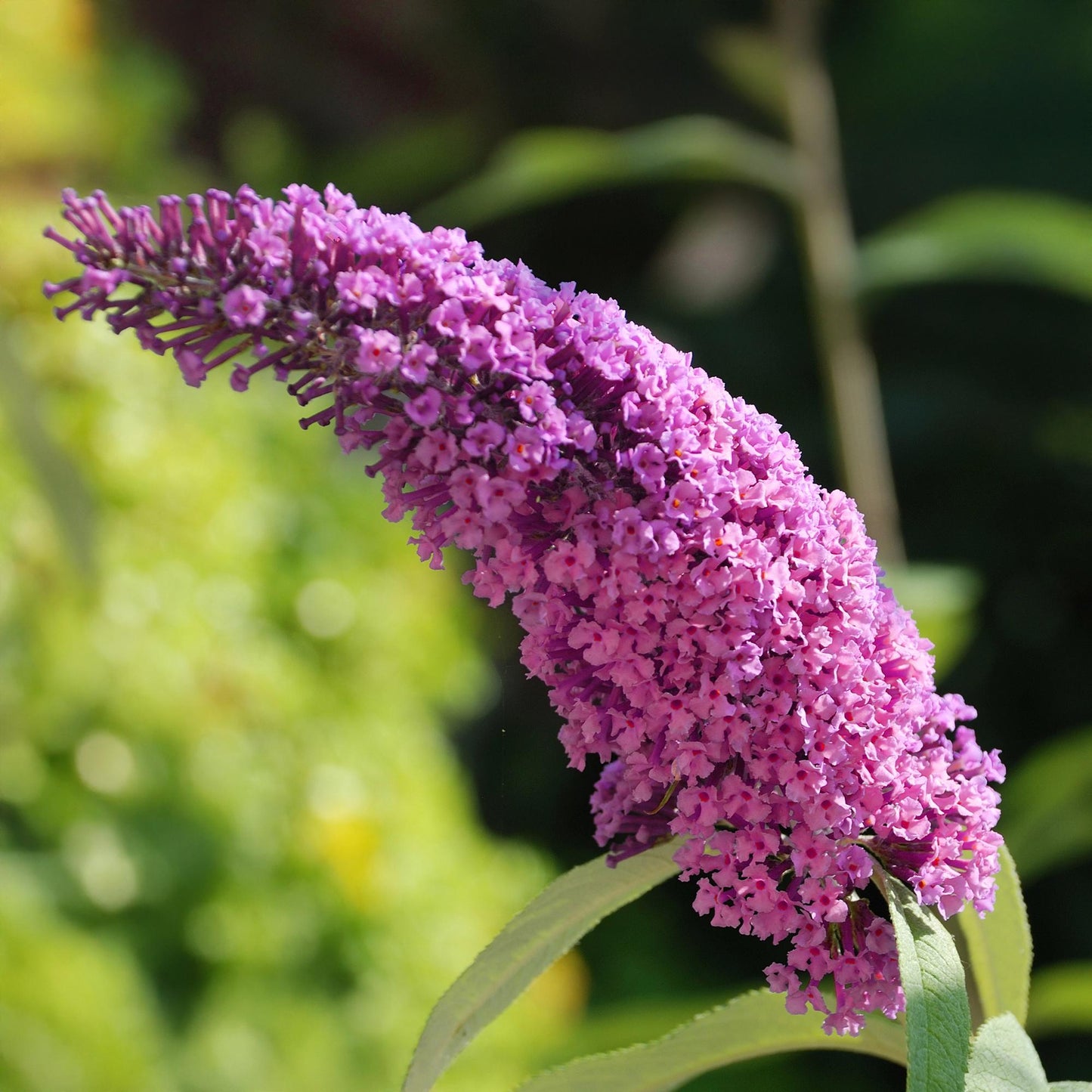 GreenboutiQ - Schmetterlingsstrauch - Buddleja davidii Pink Delight - Blüte Rosa - 1 Pflanze - Laubabwerfend - Schmetterlingsanziehend - Topf 17cm Höhe 25cm