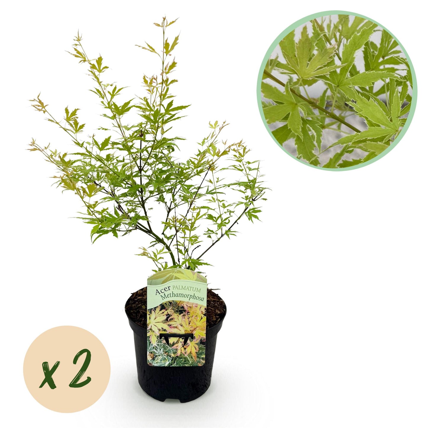 GreenboutiQ - Balkonpflanze - Japanischer Ahorn - Acer palmatum Methamorphosa - Grün - 2 Pflanzen - Laubabwerfend - Topf 19cm Höhe 70cm