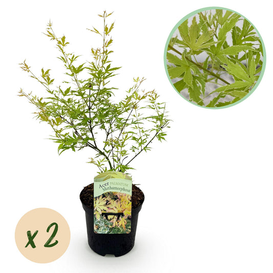 GreenboutiQ - Balkonpflanze - Japanischer Ahorn - Acer palmatum Methamorphosa - Grün - 2 Pflanzen - Laubabwerfend - Topf 19cm Höhe 70cm