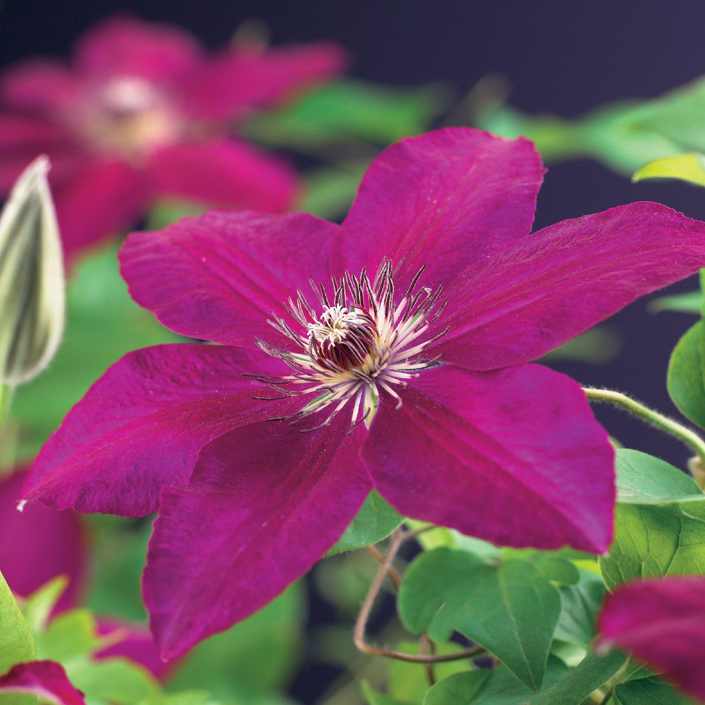 GreenboutiQ - Kletterpflanze - Clematis Westerplatte - Blüte Rot - Pflegeleicht - 2 Pflanzen - Topf 11cm Höhe 40cm
