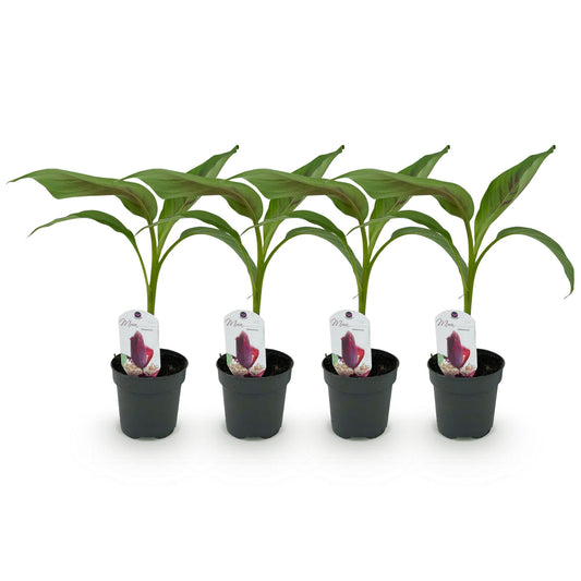 GreenboutiQ - Obstpflanze - Bananenpflanze - Musa sikkemensis Red Tiger - Winterhart - 4 Pflanzen - Topf 12cm Höhe 30cm