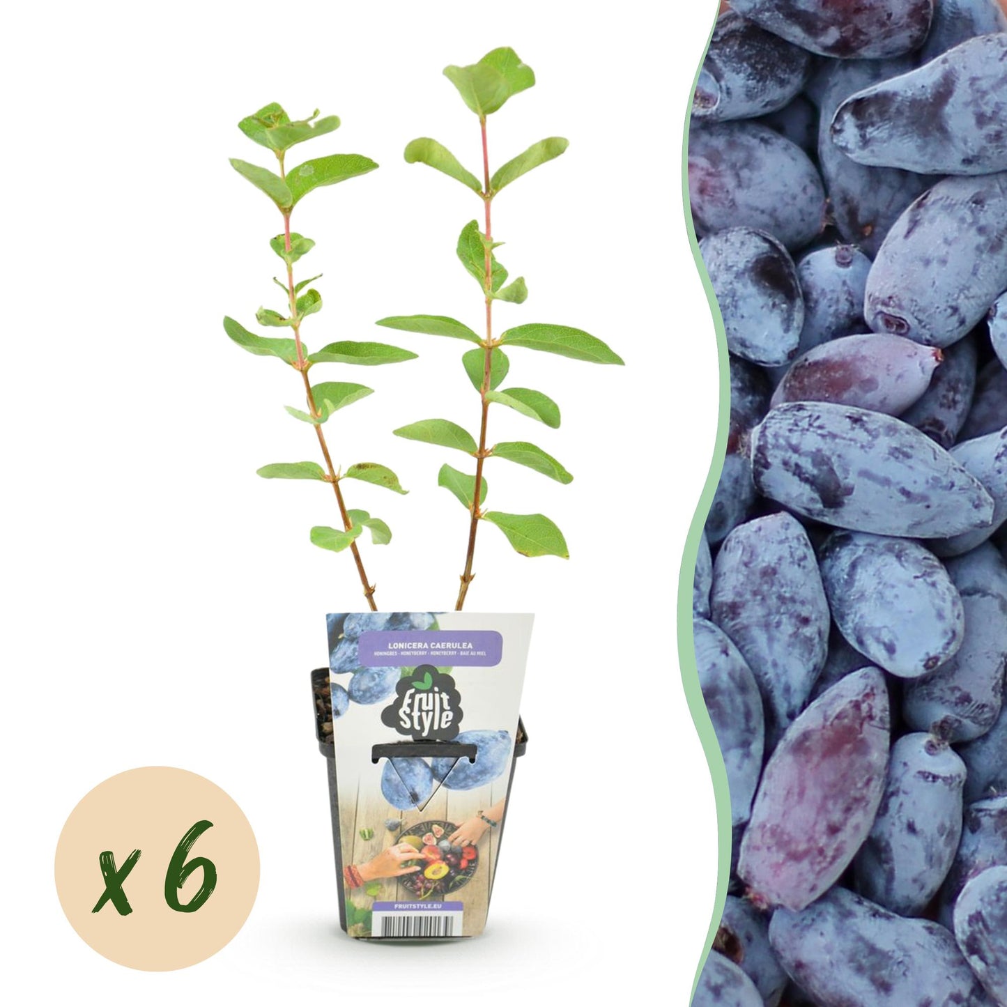 GreenboutiQ - Obstpflanzen - Honigbeere - Lonicera caerulea Kamtschatica - Winterhart - 6 Pflanzen - Topf 9 cm - Blaue Beere