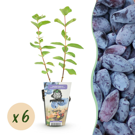GreenboutiQ - Obstpflanzen - Honigbeere - Lonicera caerulea Kamtschatica - Winterhart - 6 Pflanzen - Topf 9 cm - Blaue Beere