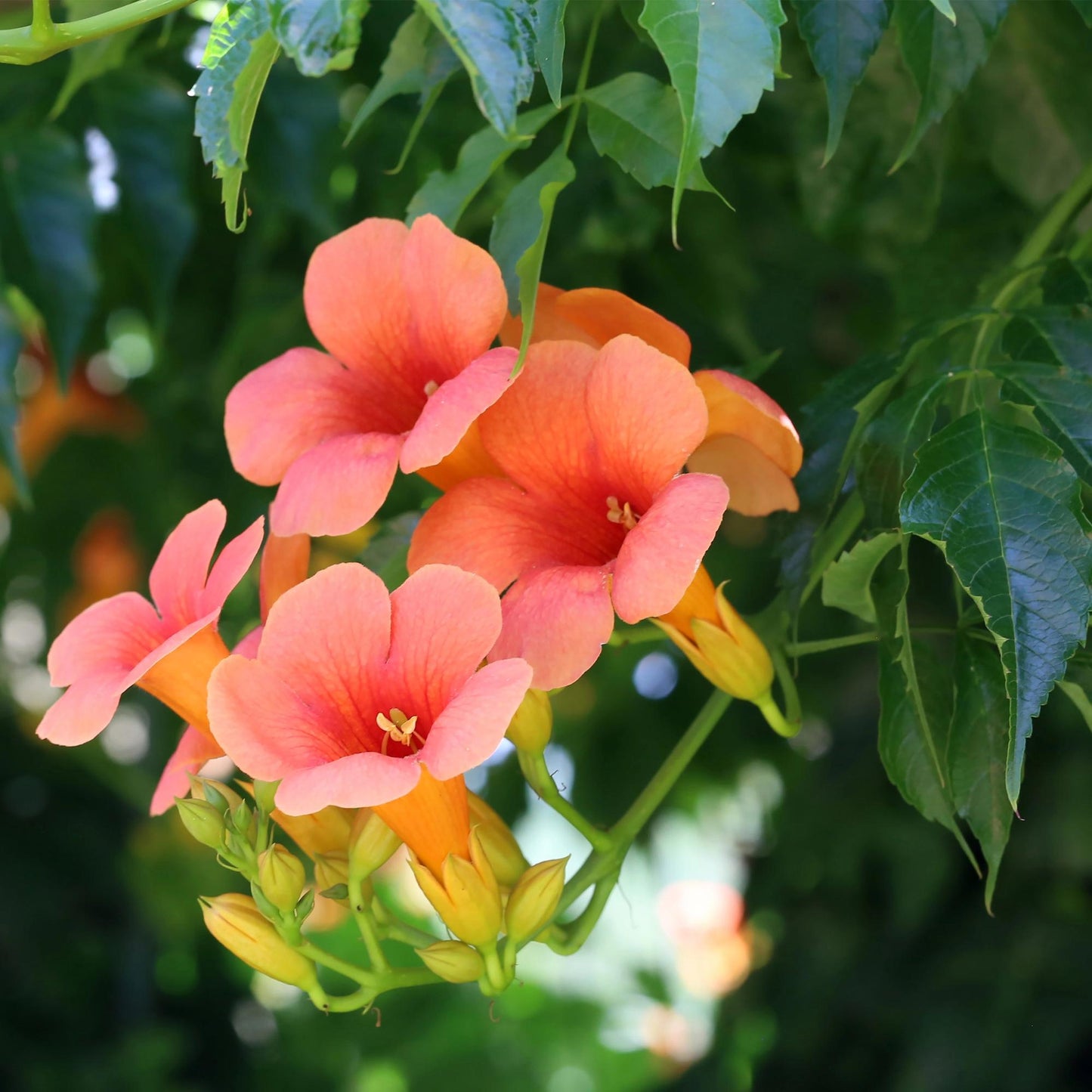 GreenboutiQ - Trompetblume - Campsis radicans Madame Galen - Blüte Orange - Wenig Pflege - 2 Pflanzen - Topf 11cm Höhe 40cm