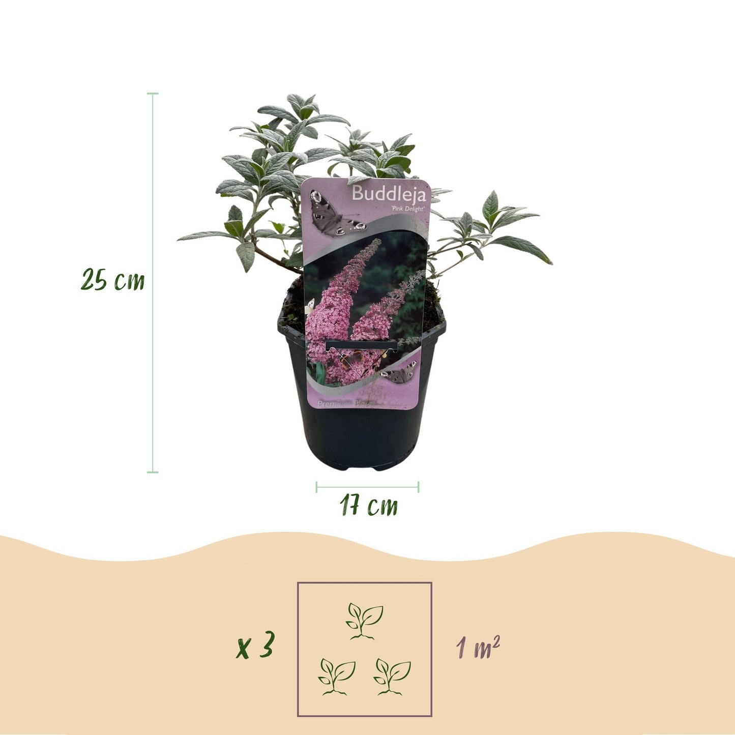 GreenboutiQ - Schmetterlingsstrauch - Buddleja davidii Pink Delight - Blüte Rosa - 1 Pflanze - Laubabwerfend - Schmetterlingsanziehend - Topf 17cm Höhe 25cm