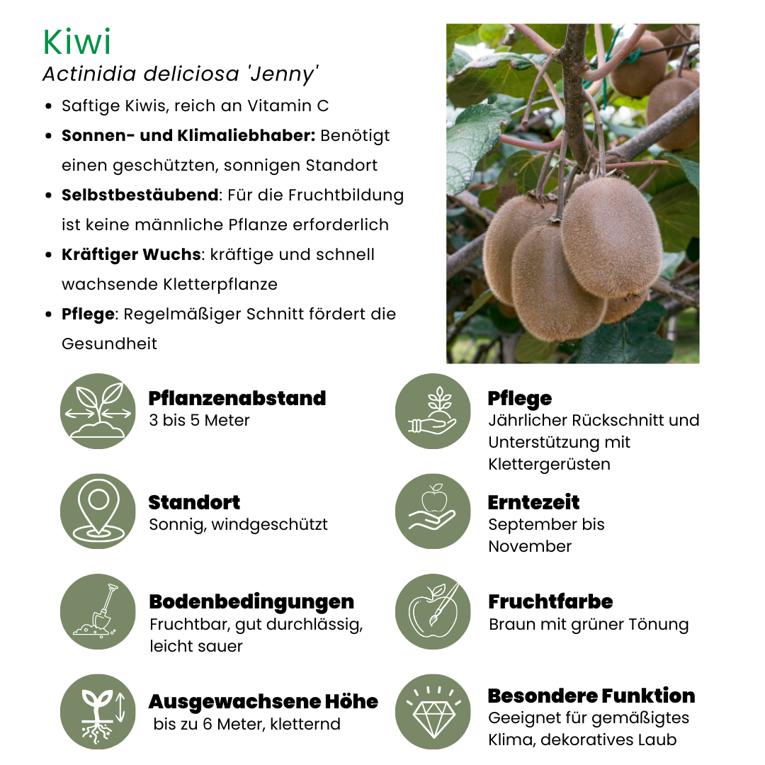 3 x Bio-Kiwi-Pflanzen - Ø 13 cm - ↨ 20 cm