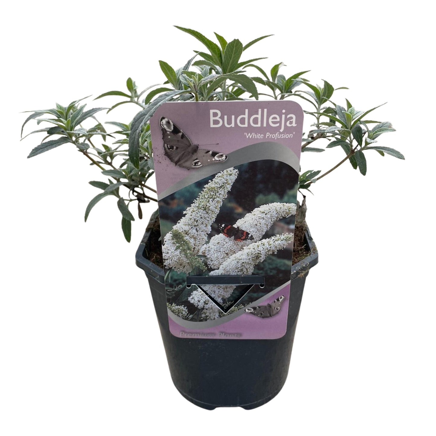 GreenboutiQ - Schmetterlingsstrauch - Buddleja davidii White Profusion - Blüte Weiß - 1 Pflanze - Laubabwerfend - Schmetterlingsanziehend - Topf 17cm Höhe 25cm