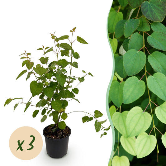 GreenboutiQ - Gartenpflanze - Cercidiphyllum japonicum - Grün 3 Pflanzen - Laubabwerfend - Wenig Pflege - Topf 12cm Höhe 35cm