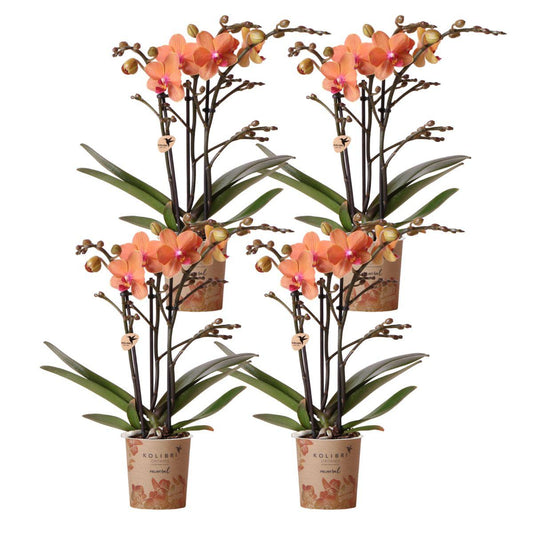 Kolibri Orchids | COMBI DEAL von 4 orange Phalaenopsis Orchideen - Bozen - Topfgröße Ø9cm blühende Zimmerpflanze - frisch vom Züchter