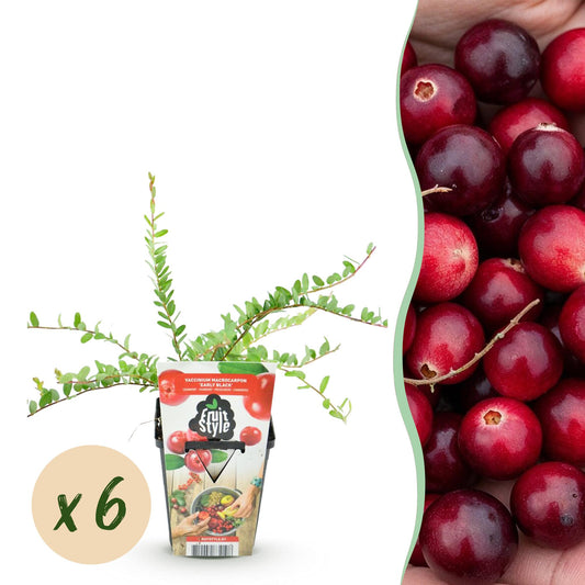 GreenboutiQ - Obstpflanzen - Blaubeere - Vaccinium macrophylla Early Black - Winterhart - 6 Pflanzen - Topf 9 cm - Dunkelrote Beere