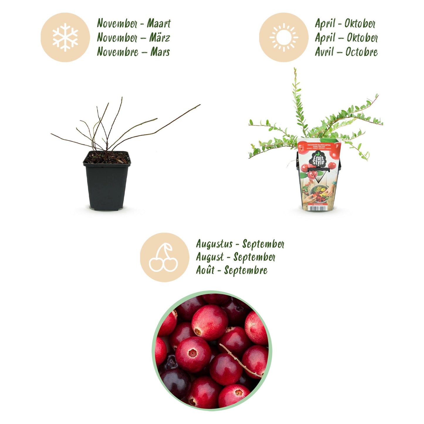 GreenboutiQ - Obstpflanzen - Blaubeere - Vaccinium macrophylla Early Black - Winterhart - 6 Pflanzen - Topf 9 cm - Dunkelrote Beere