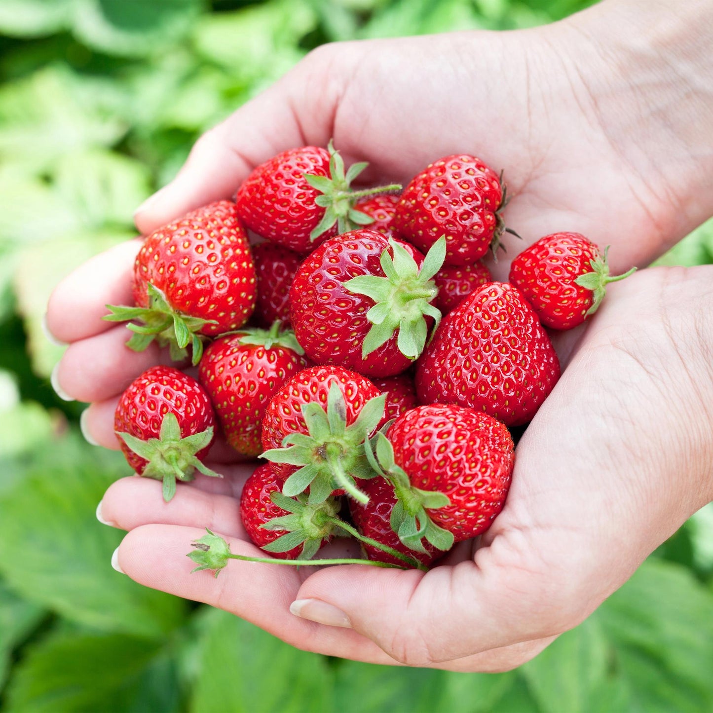 GreenboutiQ - Obstpflanzen - Erdbeere - Fragaria Elvira - Winterhart - 6 Pflanzen - Topf 9 cm - Rote Erdbeere